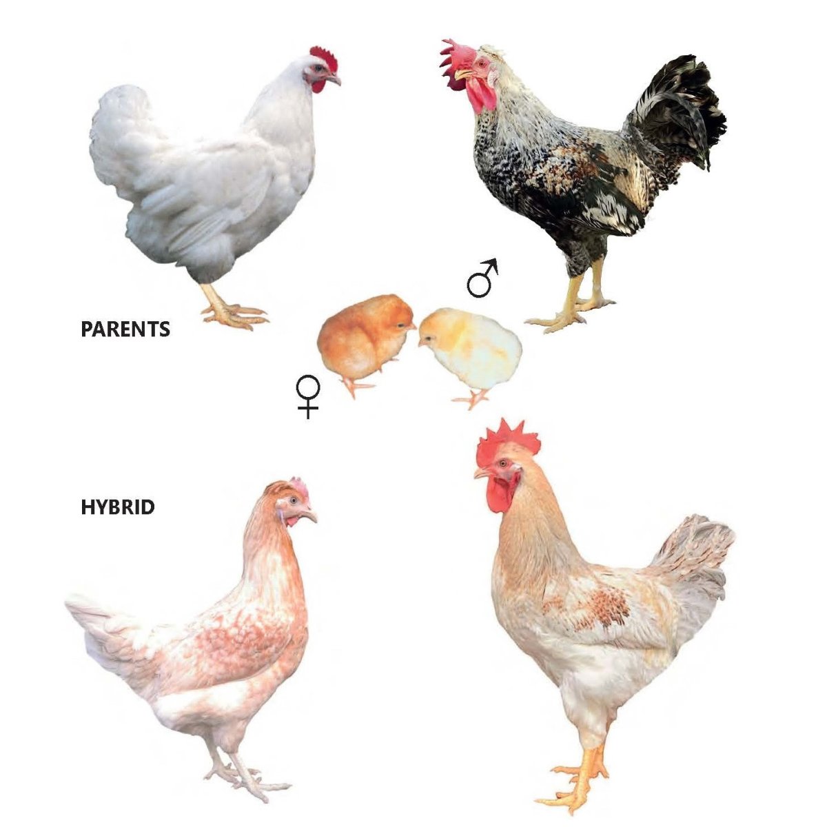 Доминант gs459