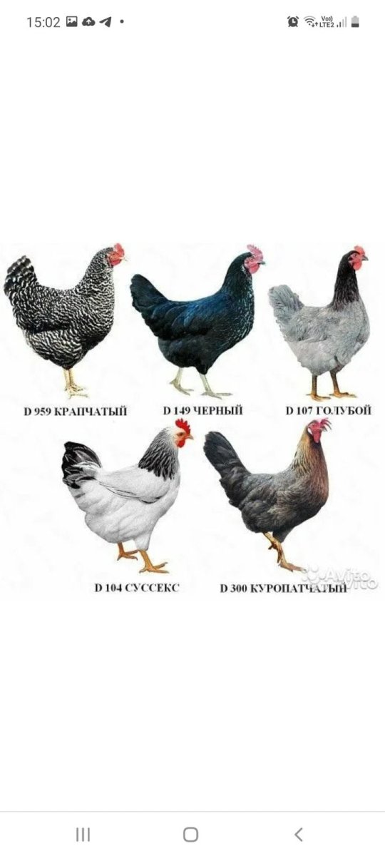 Цыплят породы Доминант крапчатый