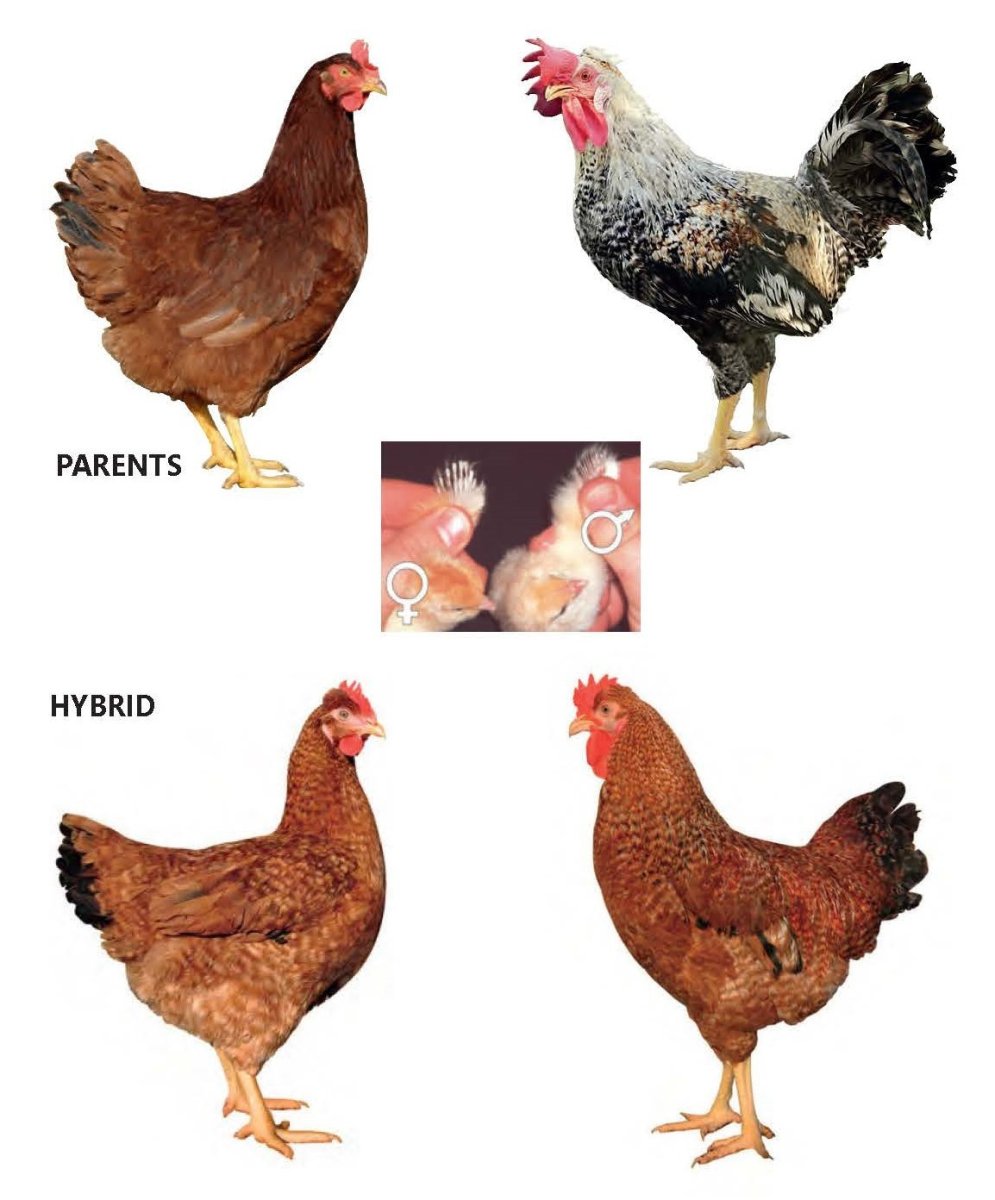 Курица чешский Доминант GS 459