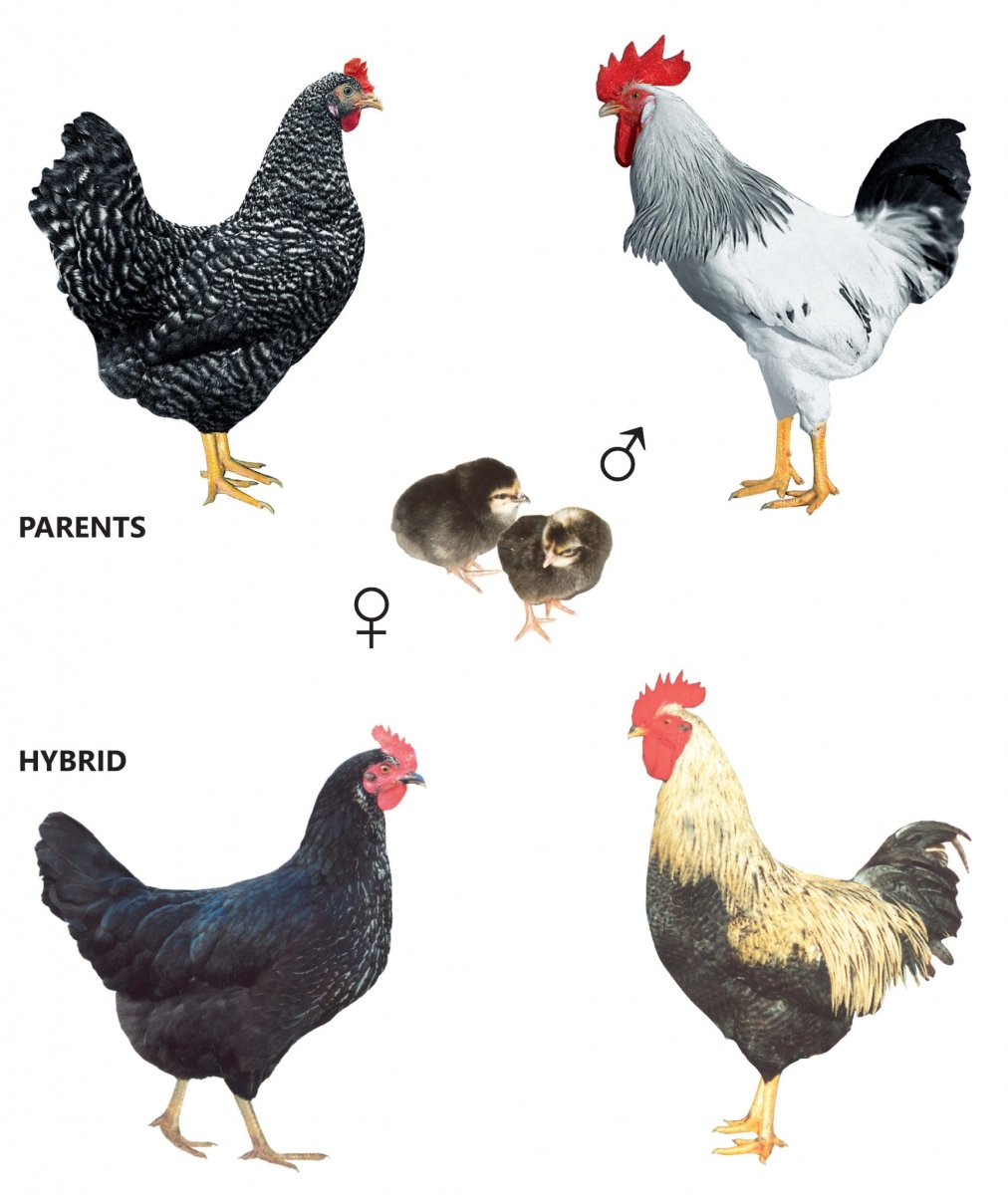 Доминант 149 яйцо