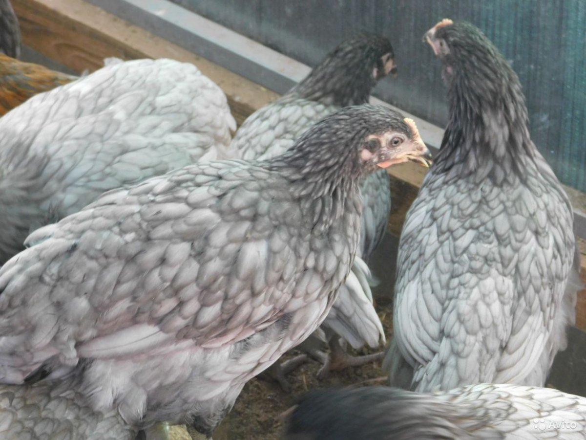 Чешский Доминант 107