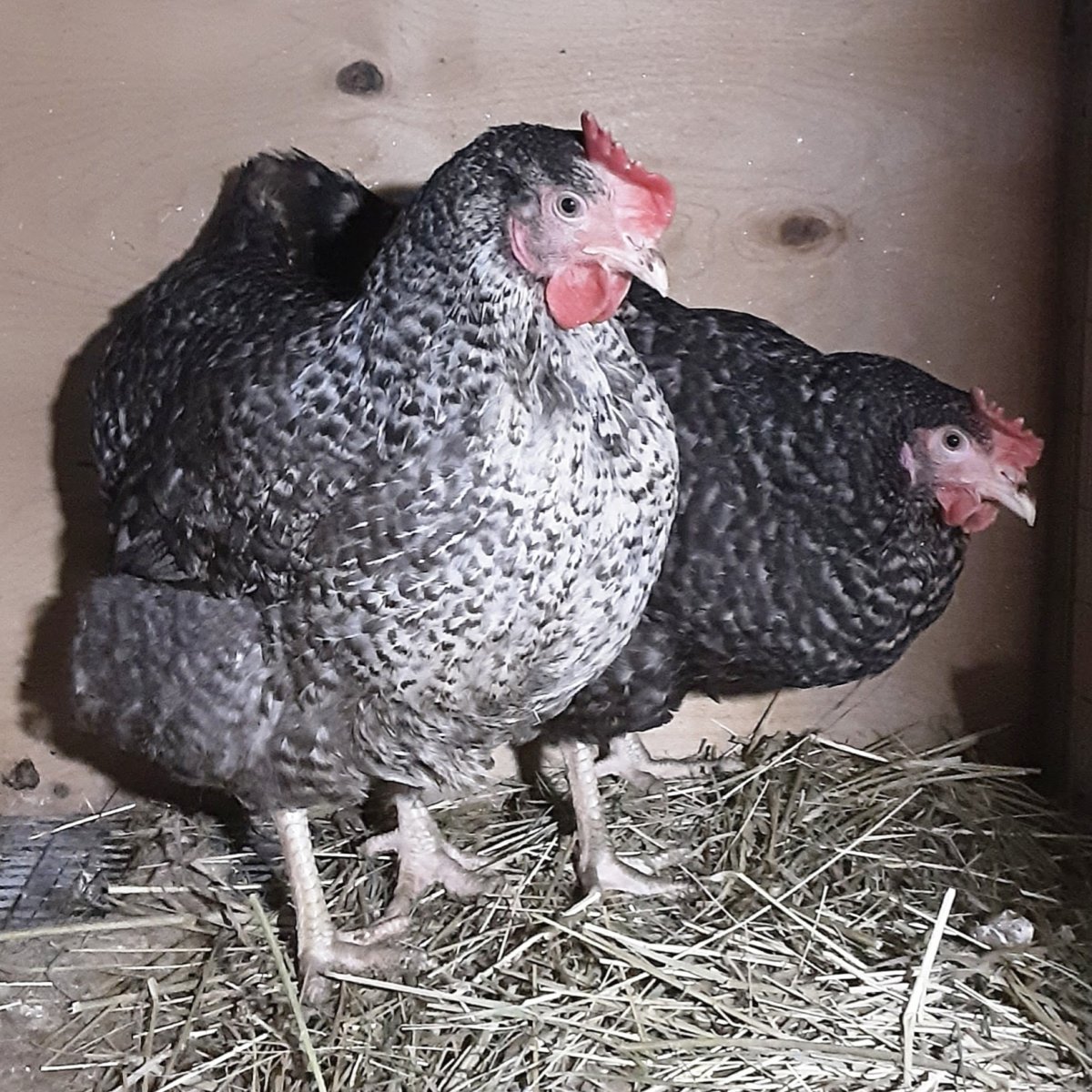 Доминант 723