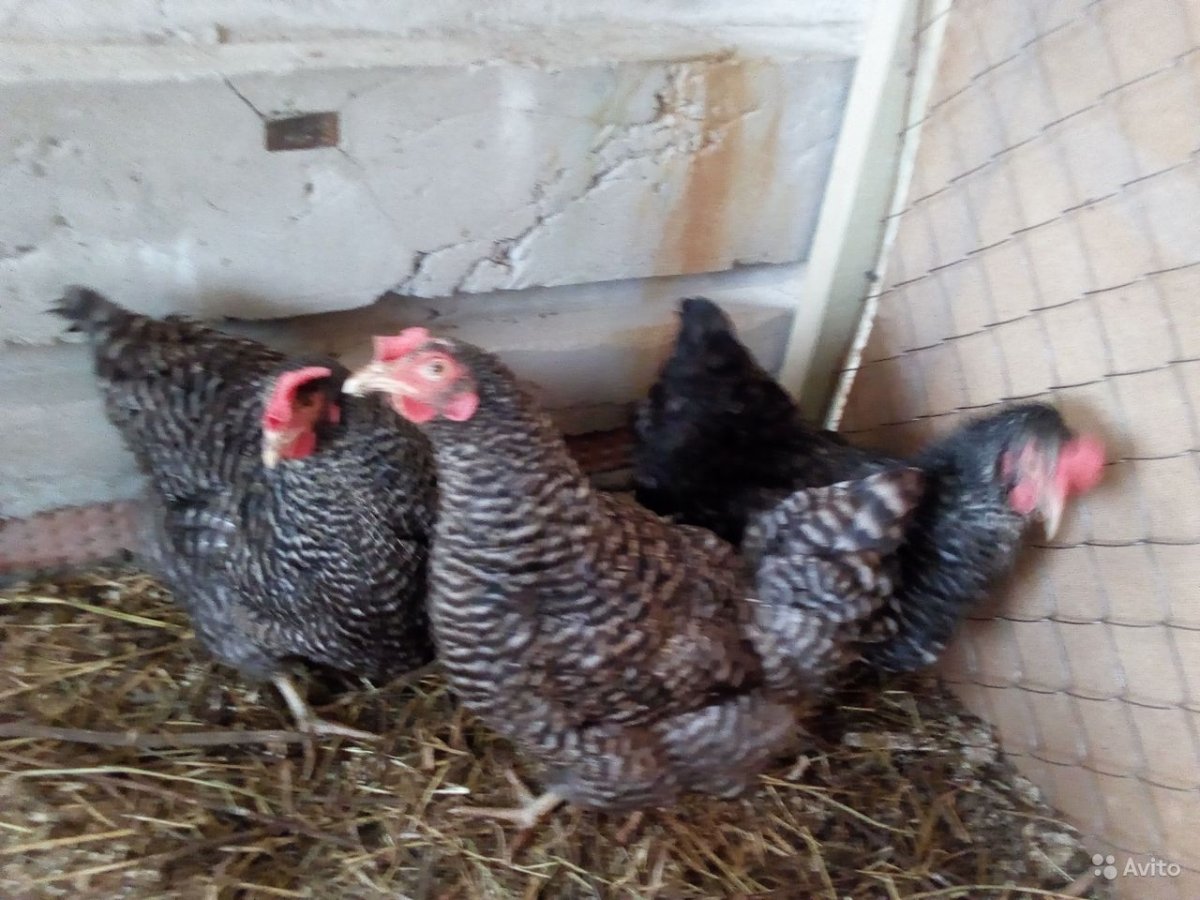 Чешский Доминант д109