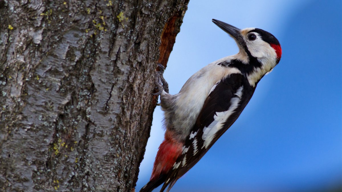 Птицы России дятел