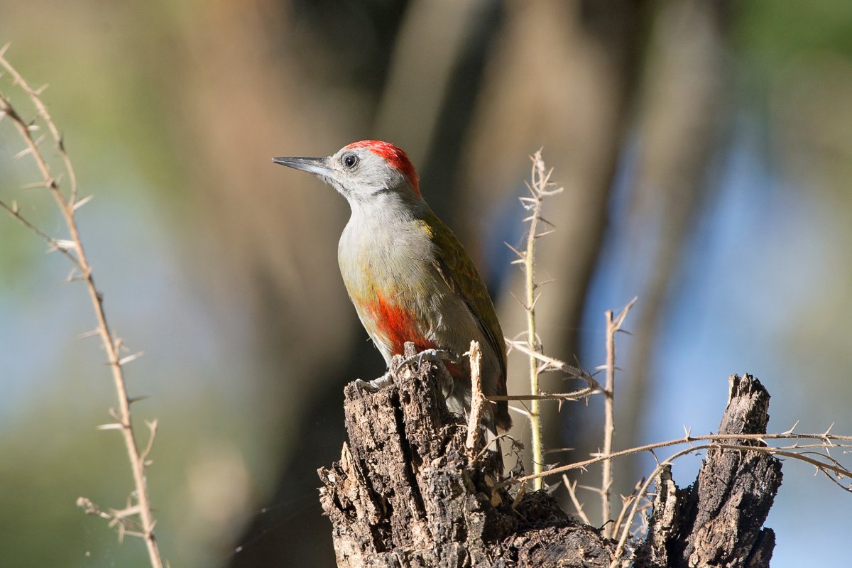 Дятел комнатный