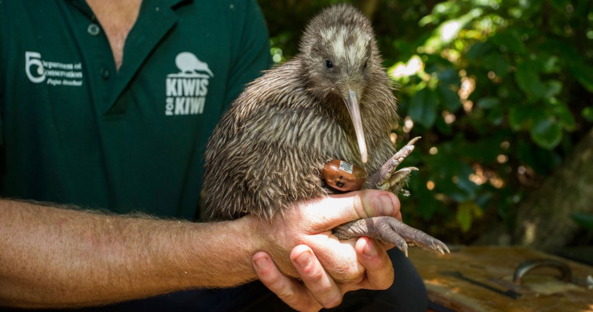 Птица киви с человеком
