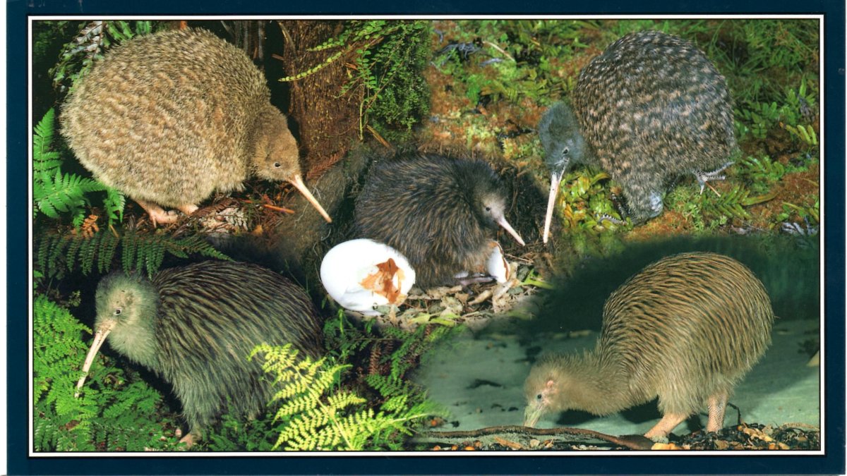 Птица киви семья