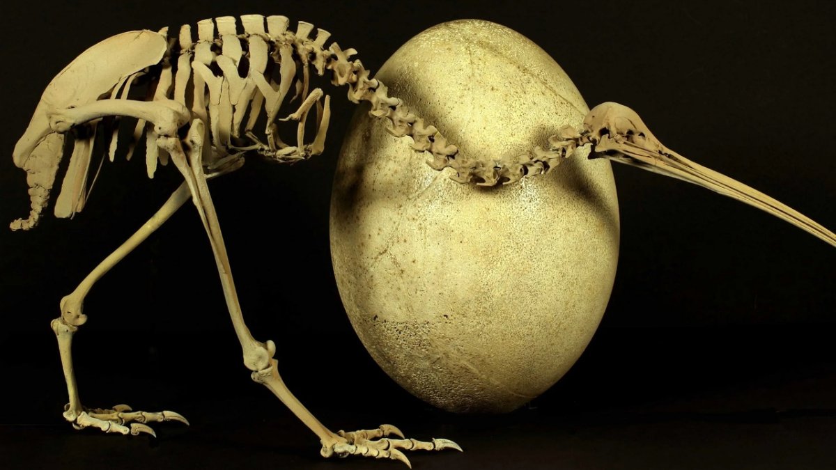 Киви птица скелет