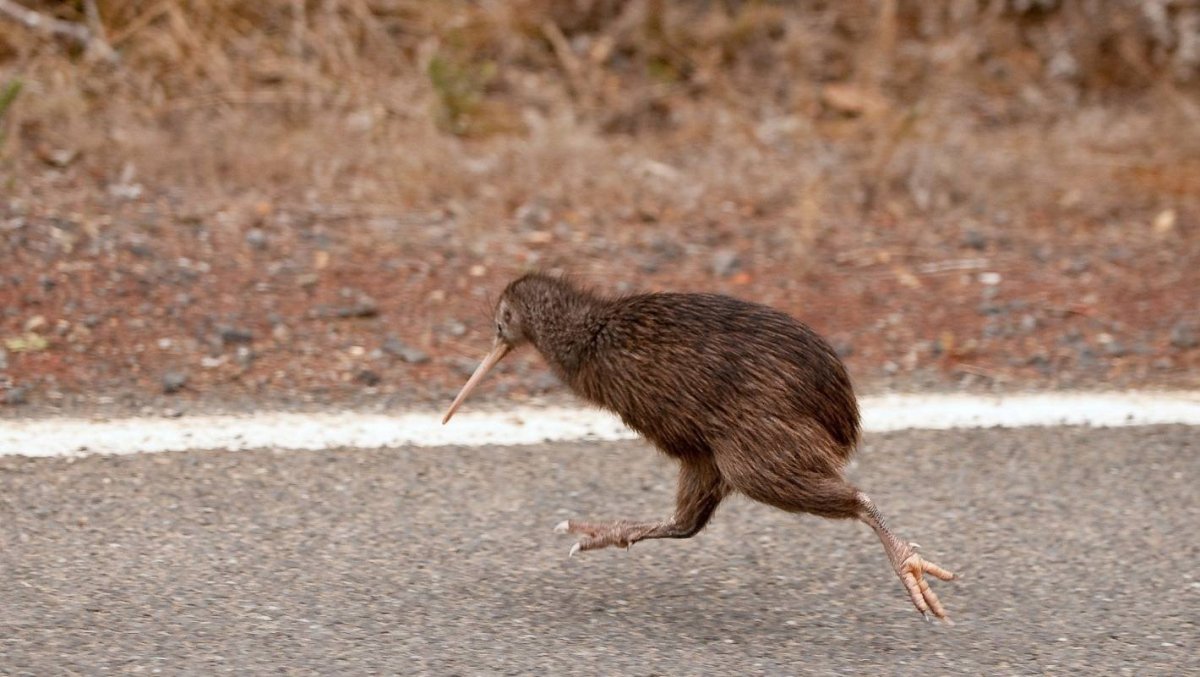 Птица киви бежит