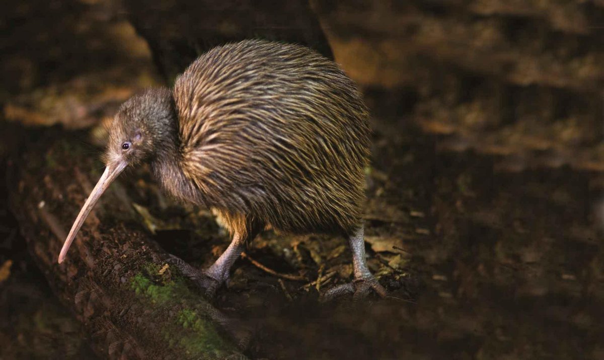Птица киви новая Зеландия