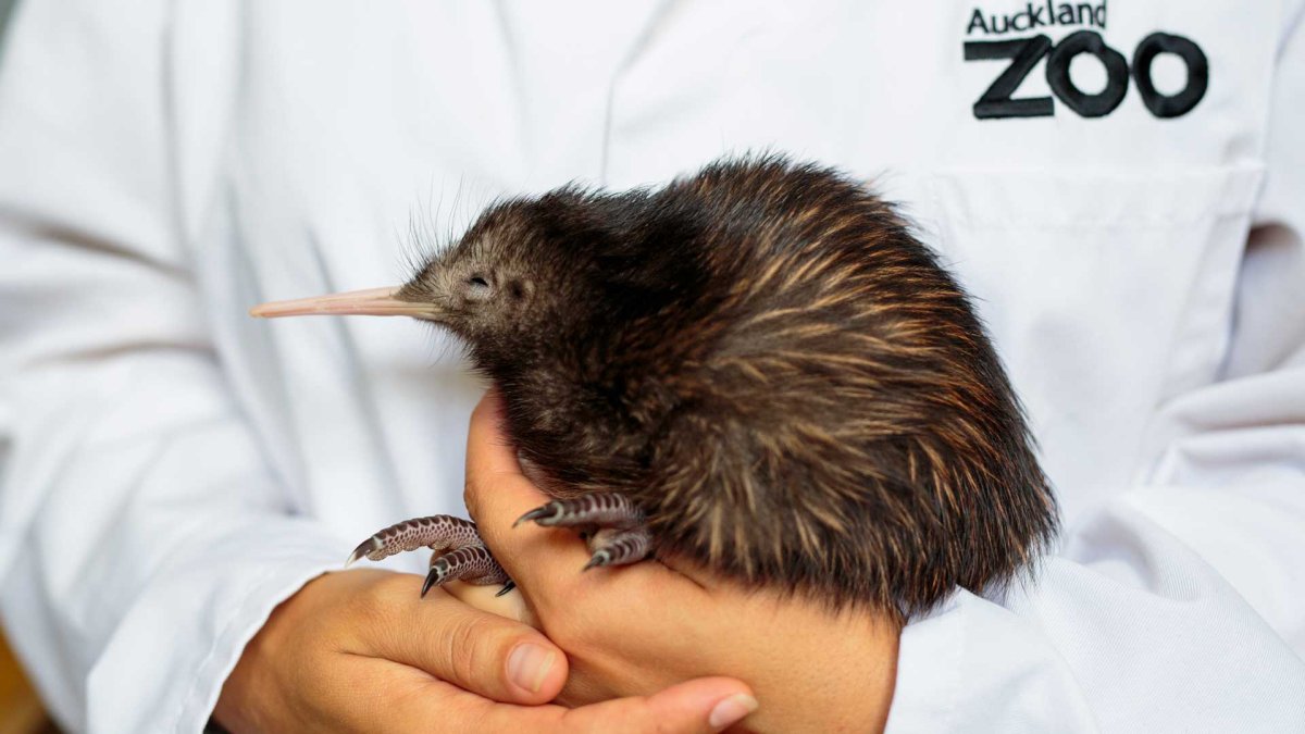 Птичка киви рожает