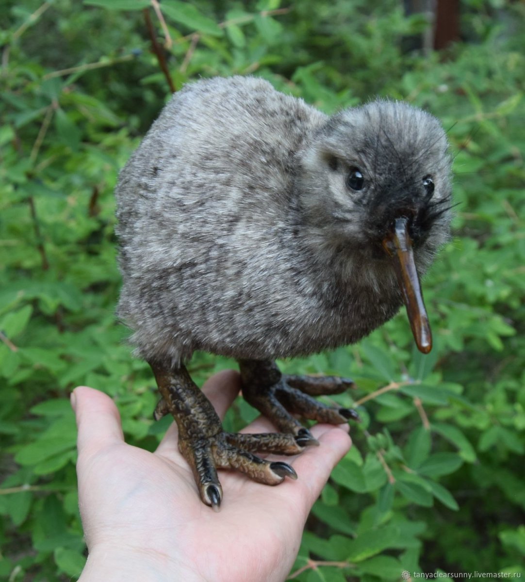 Птенец киви