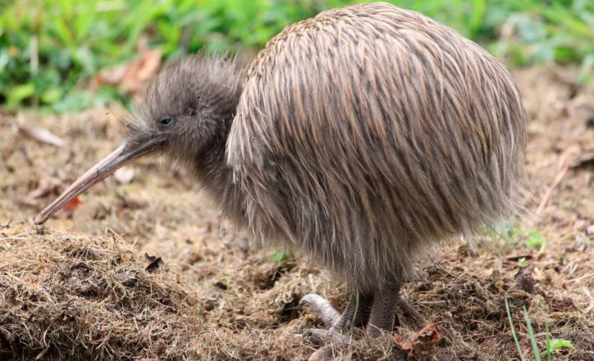Нелетающие птицы киви