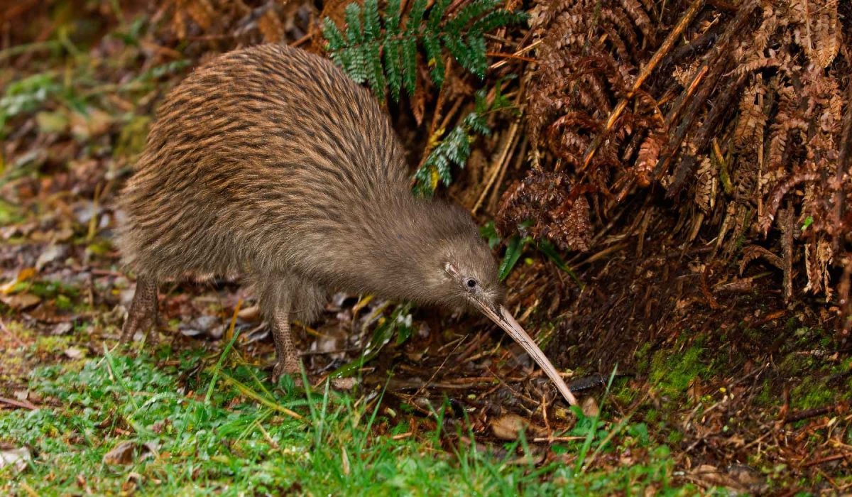 Страус киви