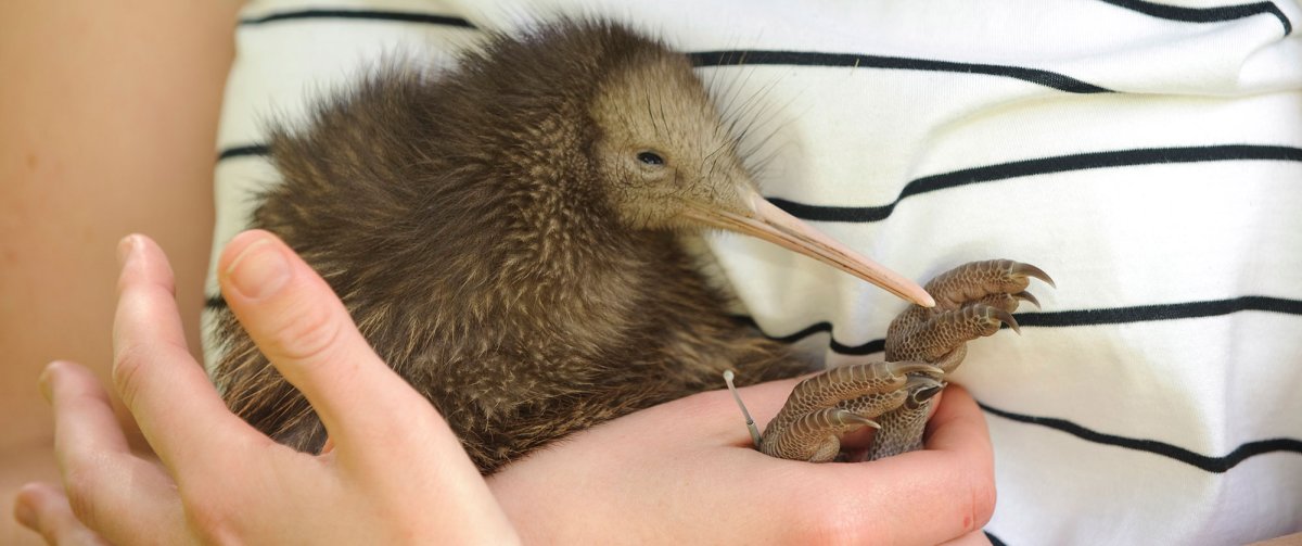 Птица киви самка и самец