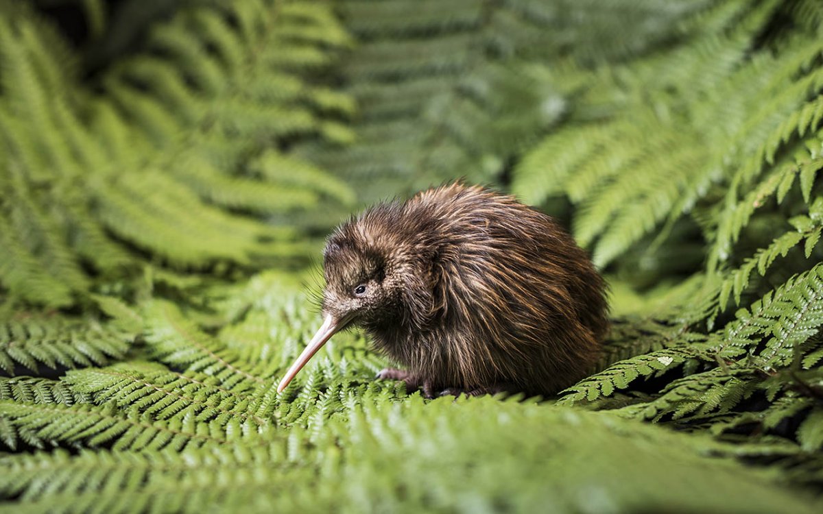 Новая Зеландия птицы киви-киви