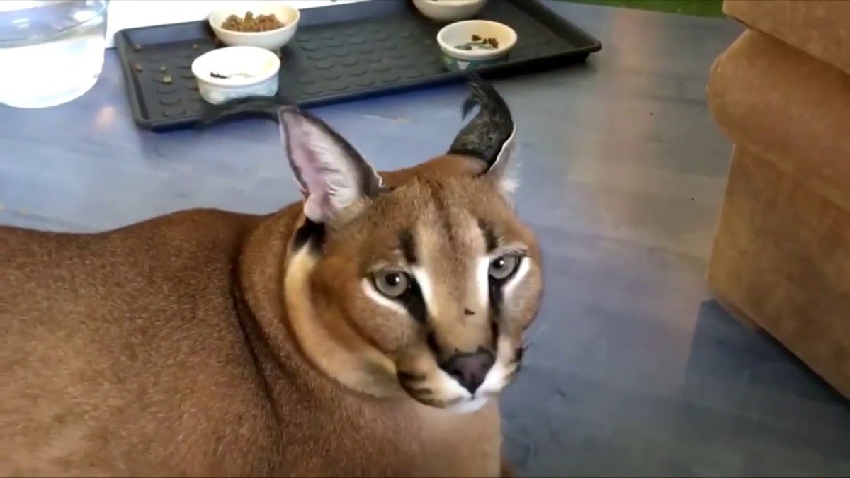 Каракал Гоша Шлепа