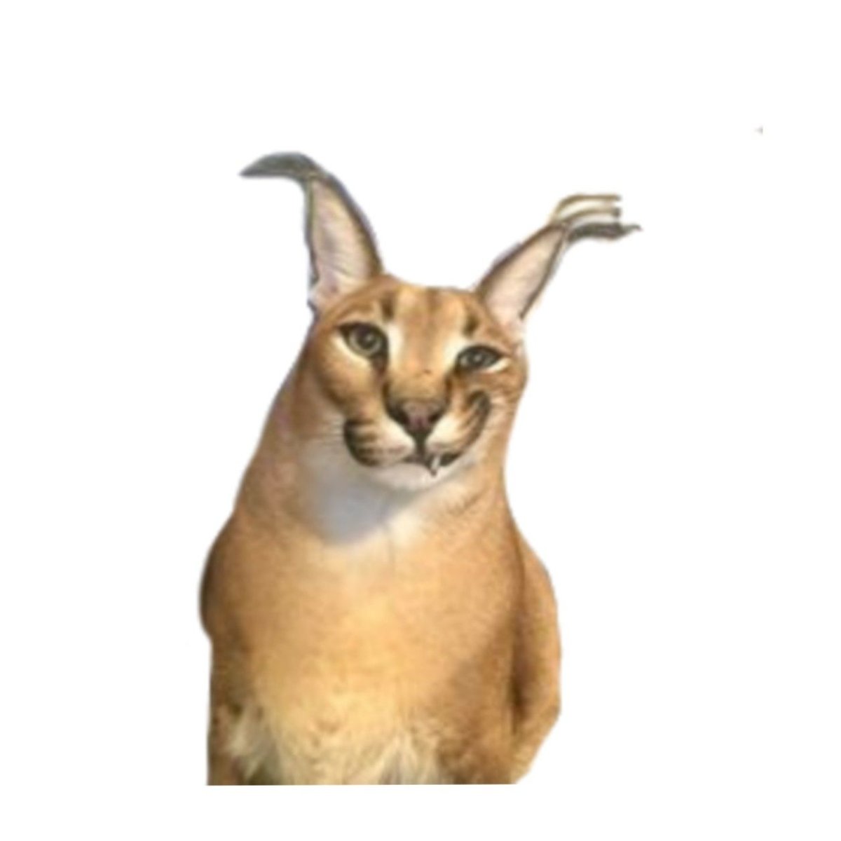 Фото милой шлёпы на белом фоне