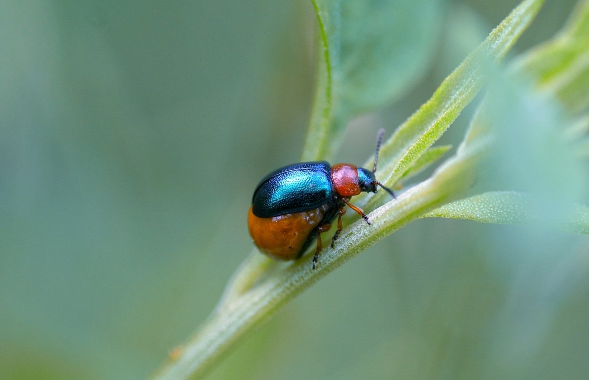 Летние жуки