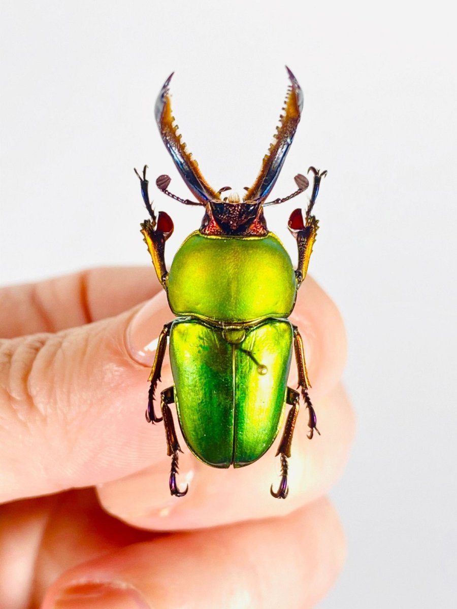 Жук ламприма золотистая