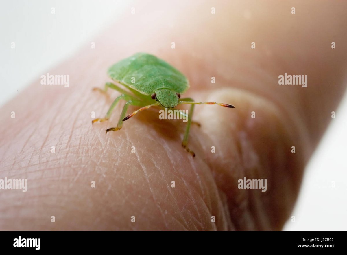 Маленькие зеленые жучки