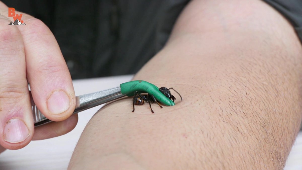 Муравей пуля укус койот Петерсон