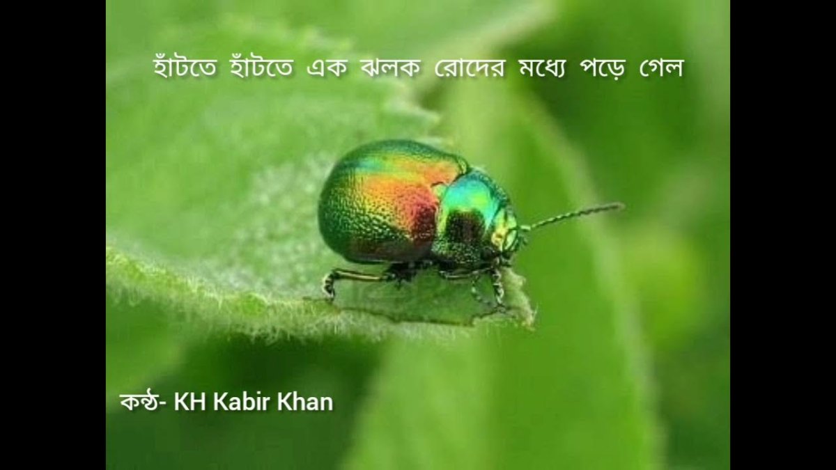 Радуга и зеленый Жук