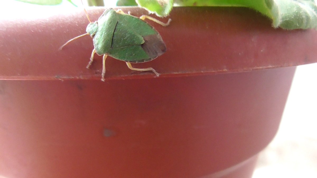 Клоп зеленый