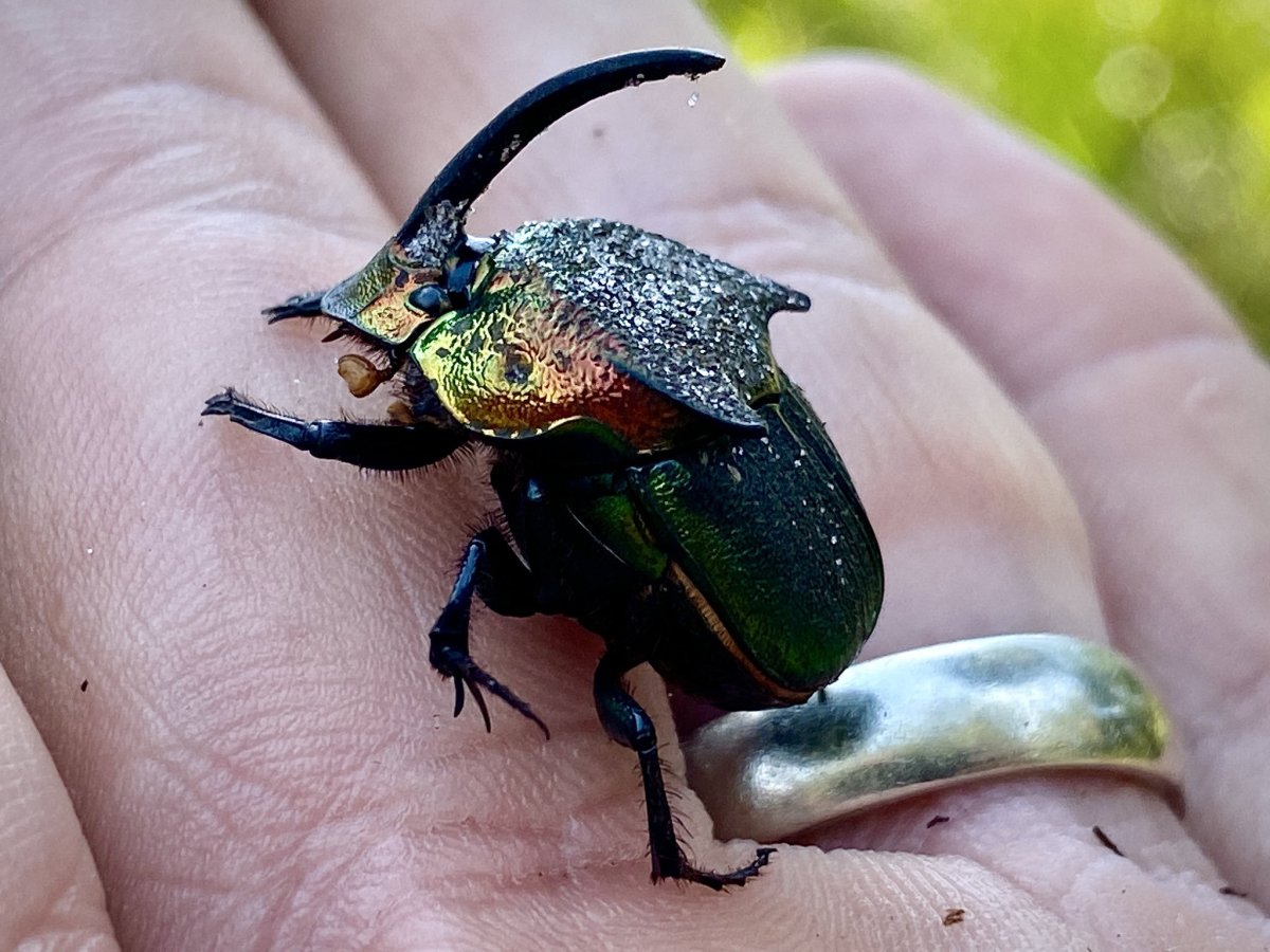 Королевский Майский Жук