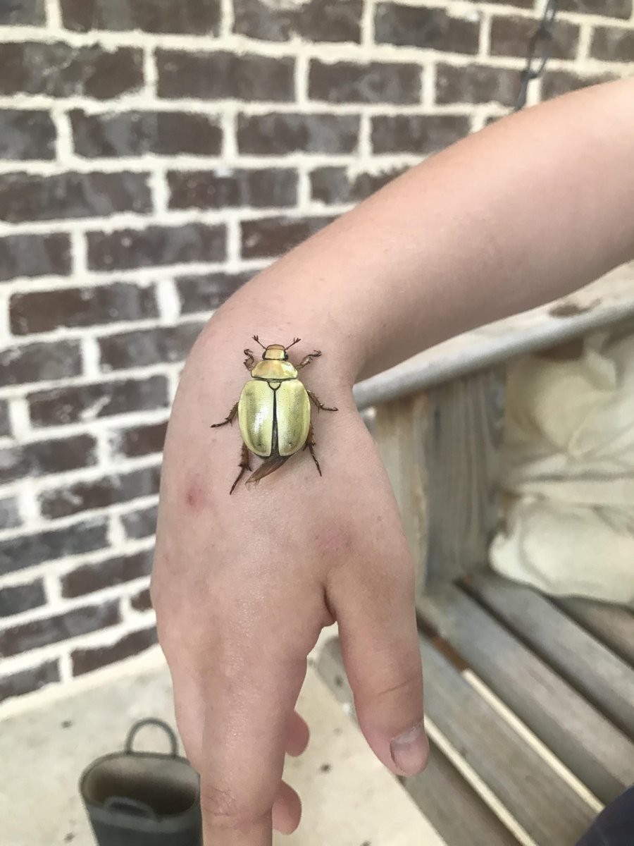 Жук скарабей кусается