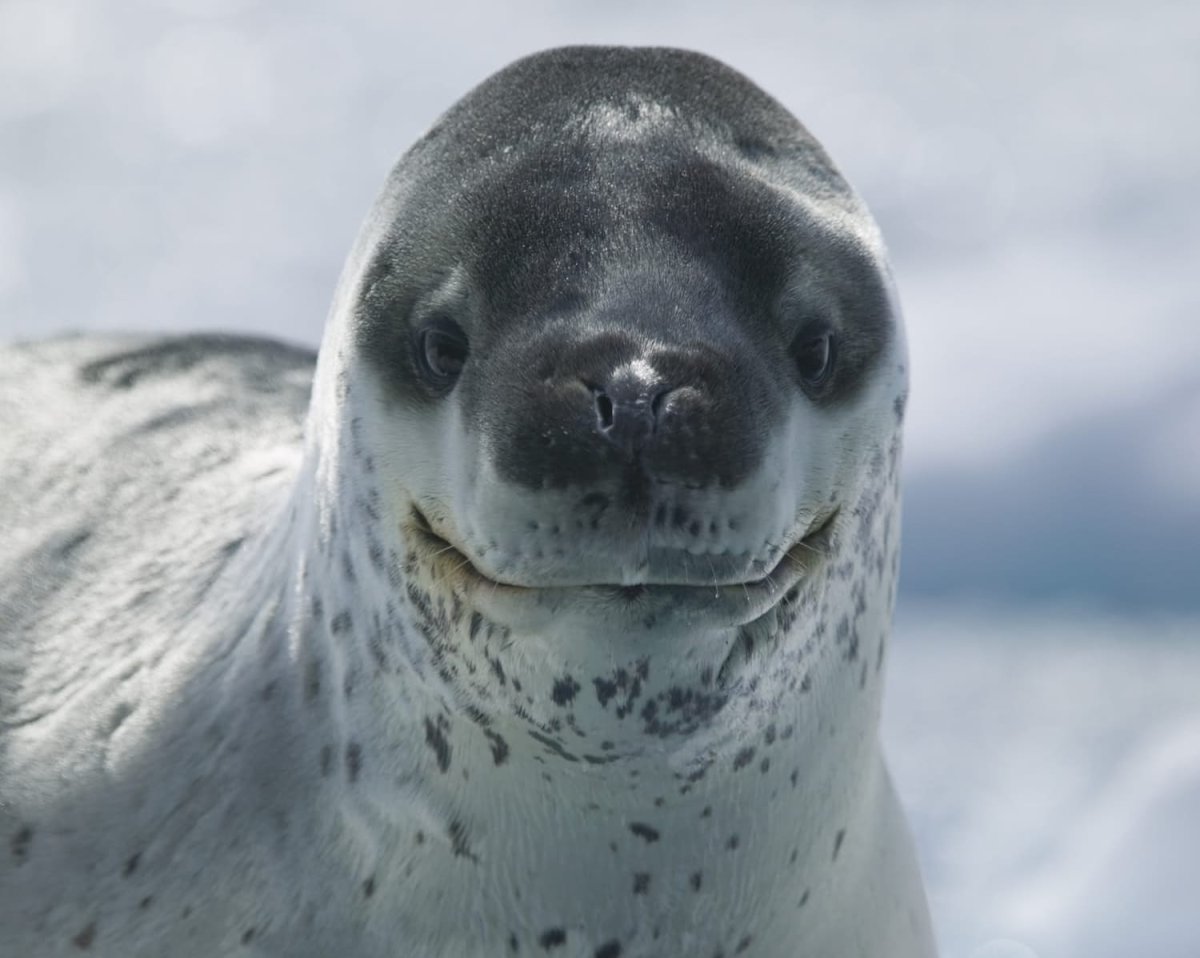 Морской леопард и тюлень