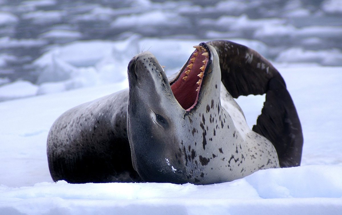 Морской леопард мультфильм 1995