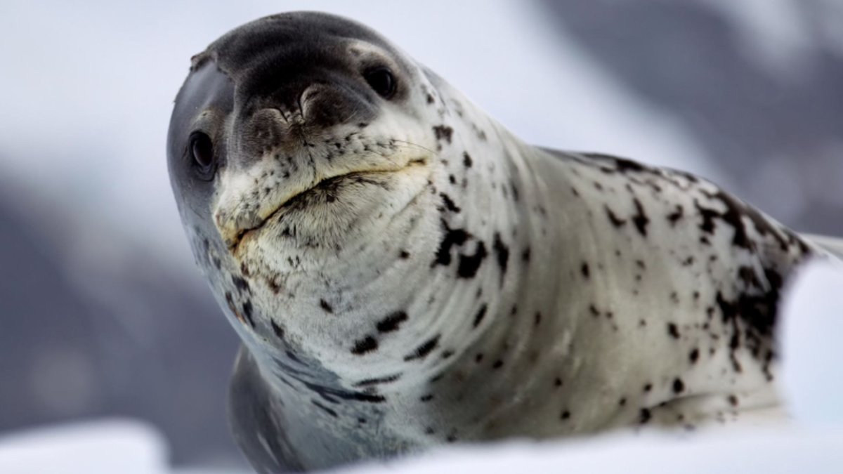 Южный морской леопард
