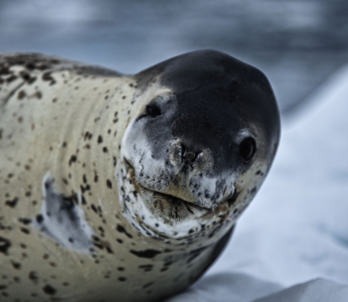 Морской леопард и тюлень