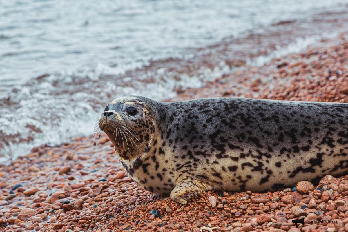 Тигровый тюлень