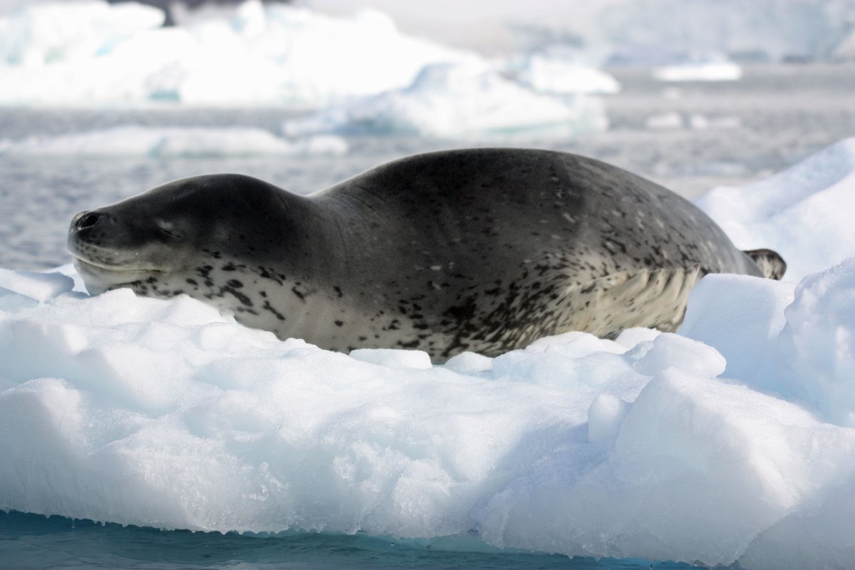 Антарктида тюлень морской леопард