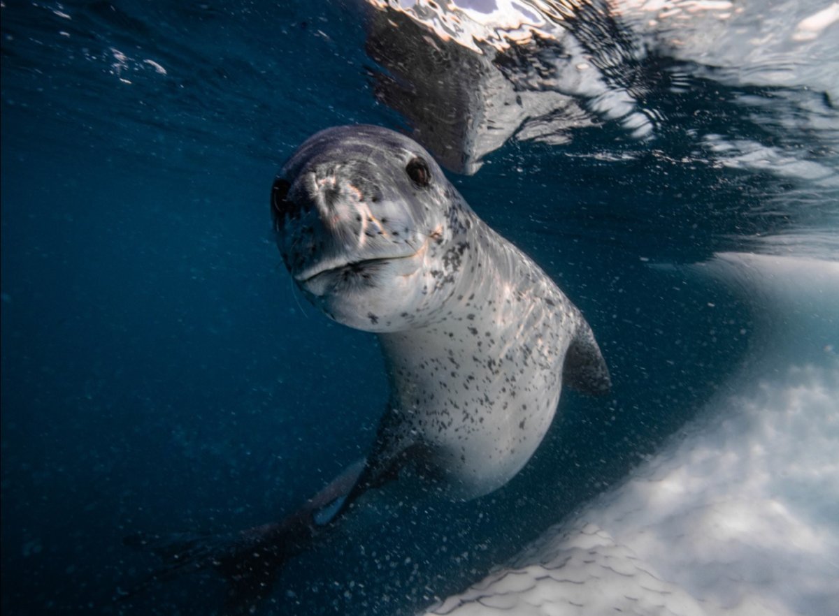 Кирсти Браун морской леопард