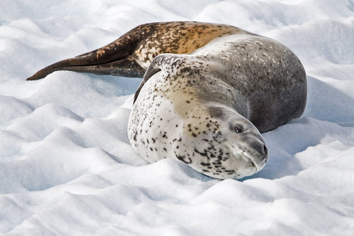 Антарктида тюлень морской леопард