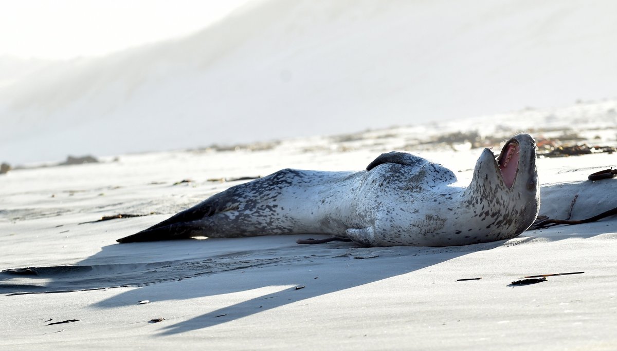 Морской леопард Северный Ледовитый океан