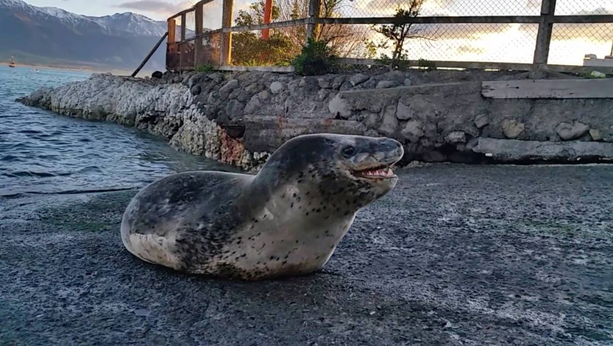 Морской леопард против тюленей