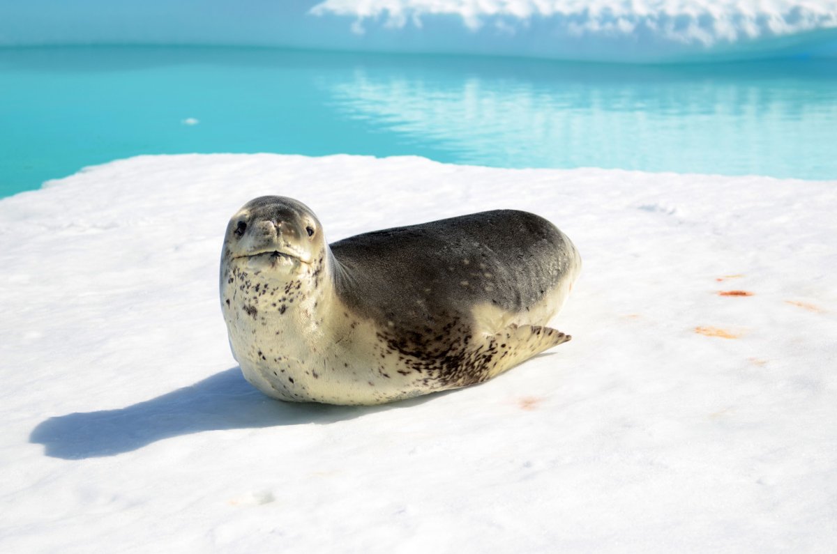 Животные Антарктиды морской леопард