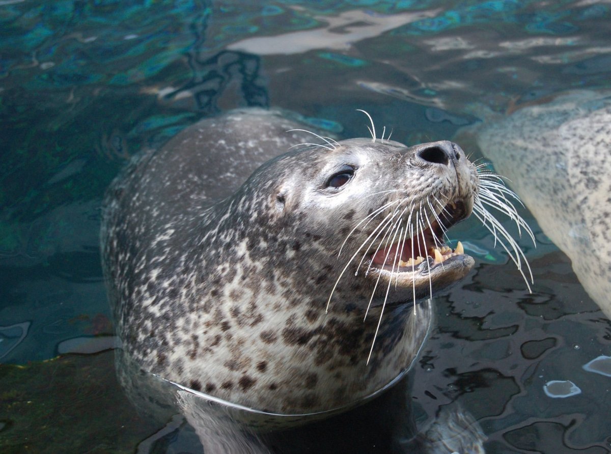 Морской леопард