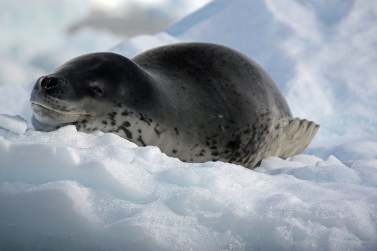 Кирсти Браун морской леопард