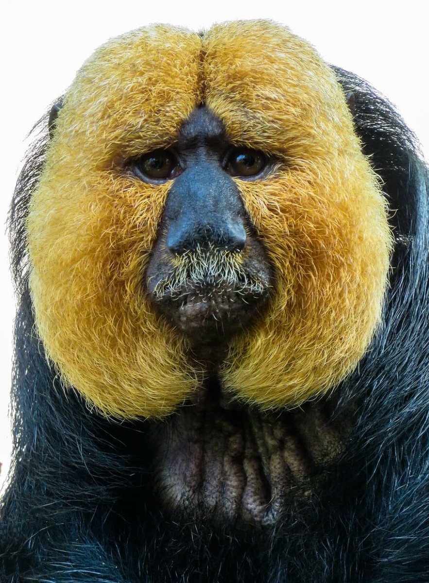 Белолицый Саки