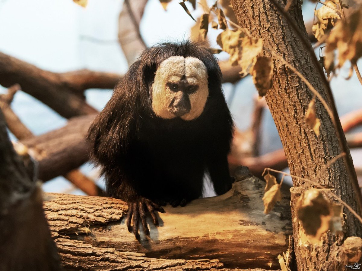 Белолицый Саки