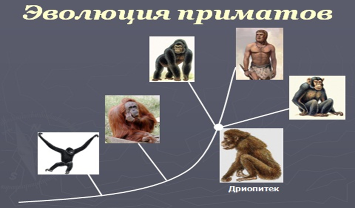 Эволюция приматов