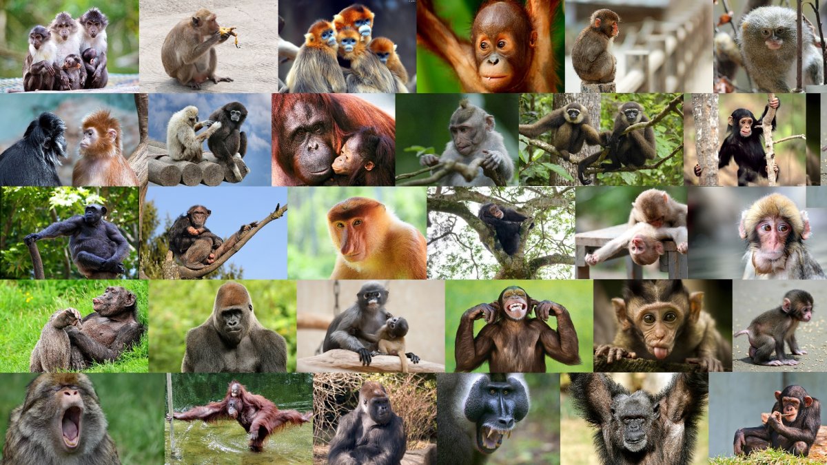 Много обезьян