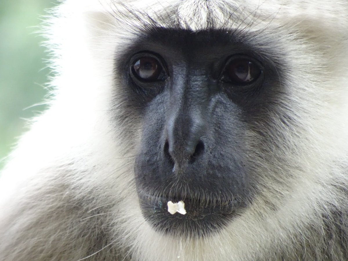 Обезьяна с белой мордой
