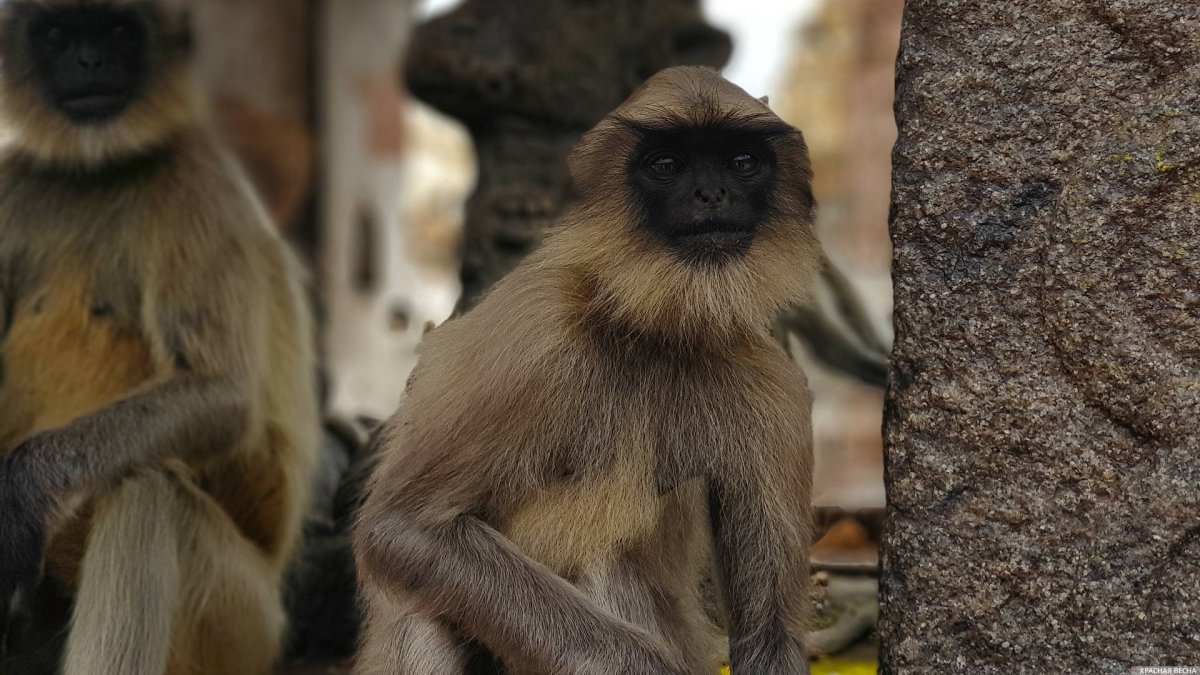 Картинки сиквенсов