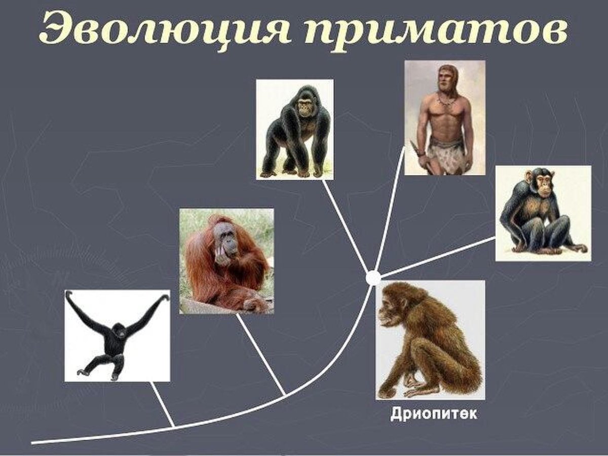 Эволюция приматов схема Дробышевского